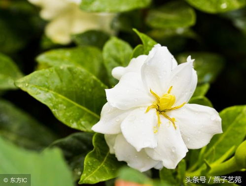 栀子花象征纯洁与美好，表达永恒爱意