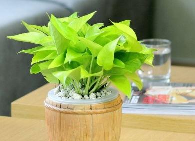 郁金香水培需要注意哪些细节，才能保证其生长旺盛和花朵美丽