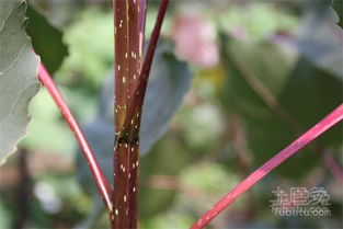 中华红叶杨：大自然的彩色魔术师