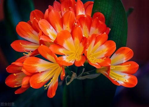 烂根处理三步走， 重获生机