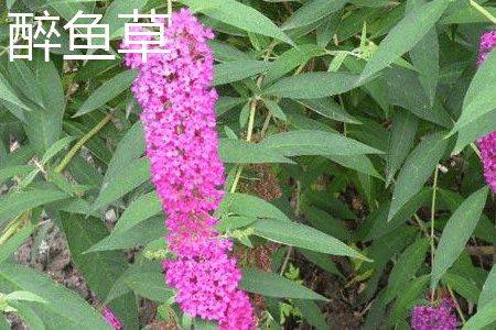 醉鱼草：花期长， 花色淡雅