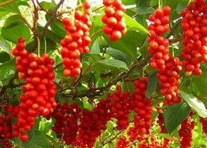 1. 土地选择与处理