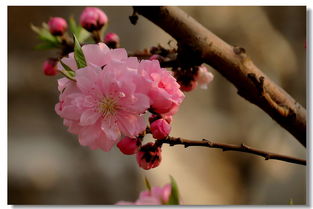碧桃从春至秋，花开花落