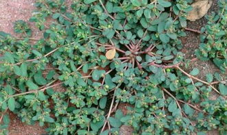 铁苋菜除草剂种类大盘点