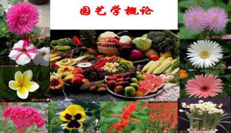 建立分类框架， 对比记忆强化特征