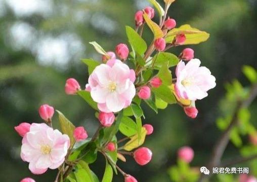 盆栽西府海棠如何安全越冬？冬季养护有何技巧