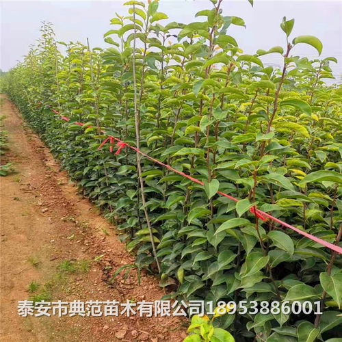 花卉之城的秘密