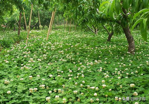果园种草，好处多多
