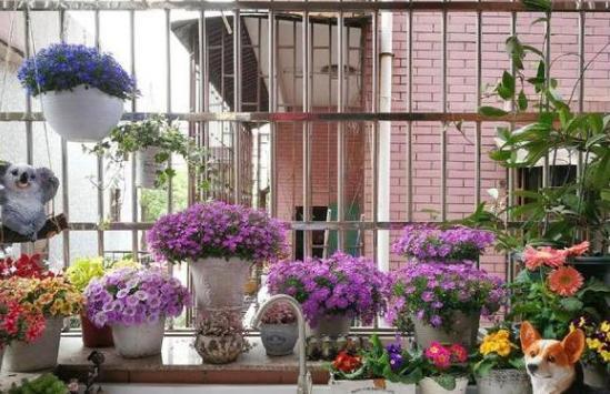 浇花技巧：宁干勿湿，薄肥勤施