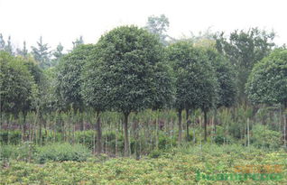 桂花基地核心培育技术，如何打造高品质桂花树