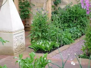 三角梅品种大揭秘