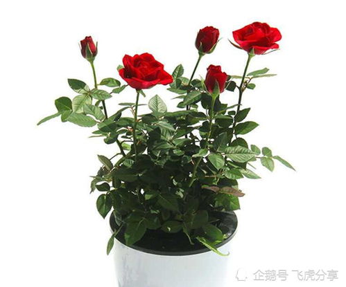 盆栽微型玫瑰花，如何让花朵绽放更艳丽