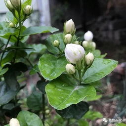 茉莉花喜温暖湿润，怕寒冷