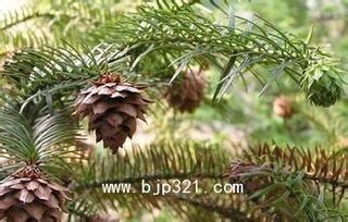 云杉的锈病：一个让人头疼的小问题