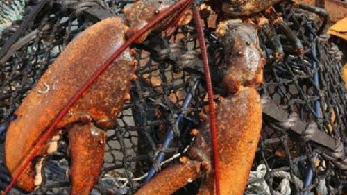 大龙虾，一种甲壳类海洋生物