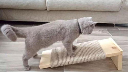 家里养猫不Neng种的花