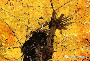 这种造型树真是个谜啊！