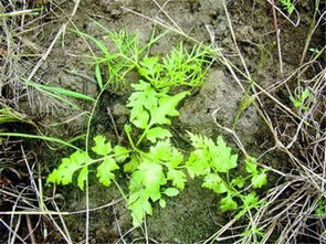 洪湖湿地的水杉，耐寒耐涝两不误