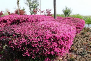 树木的奇妙旅程：从发芽到变红