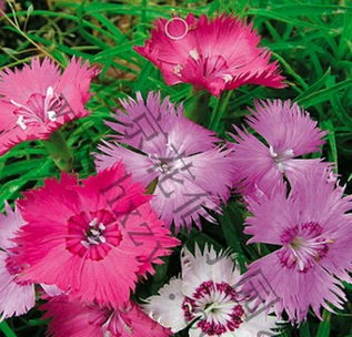 夏季型花卉的色彩基调