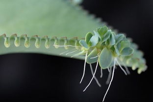 “耐阴植物”之谜，它们为何能在黑暗中茁壮成长