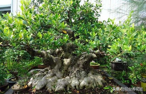 榕树叶子发黄怎么办？是浇水过多还是施肥不足