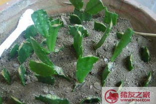 量天尺扦插繁殖方法独特，它象征着坚韧与生命力