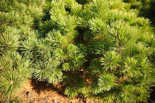 松树施肥小贴士：肥料选择有讲究