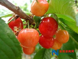 防治策略与意见