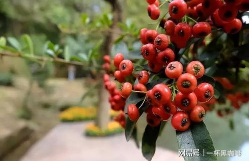 火棘为何不结果？果实孕育的奥秘何在