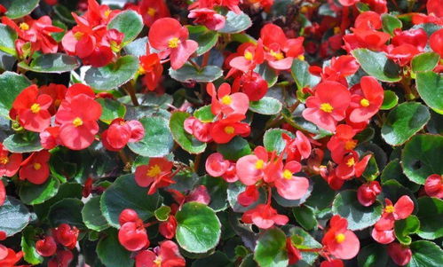 一、四季海棠灰霉病的防治方法，避免花盆内产生积水，避免叶片接触水分。