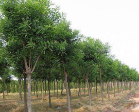 种植密度大揭秘