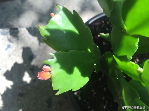 刺梅养殖方法有哪些？如何避免养护误区