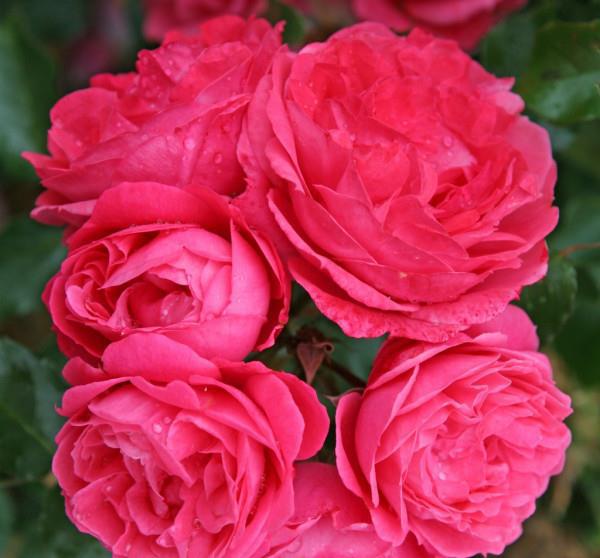 莫恩莫恩， 它来啦