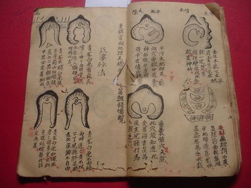 杨梅喜阴喜阳，生长秘诀大揭秘！