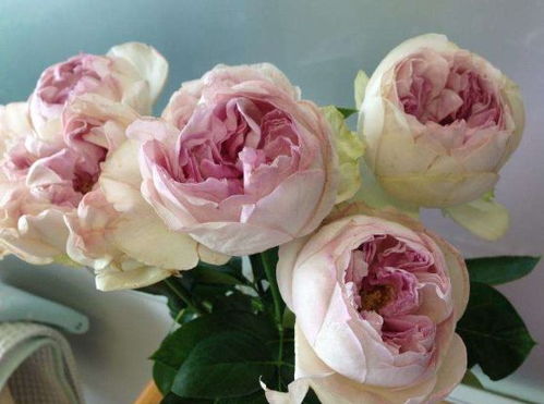 月季烧根了怎么办？赶紧学起来！