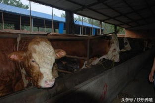 肉牛长期食用猪饲料，对其生长速度和健康状况会有怎样的影响？