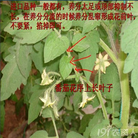 绿色防控，白鹃梅病虫害综合治理