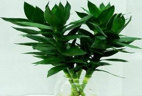 玄关摆放什么植物风水好？绿萝、吊兰、富贵竹别错过