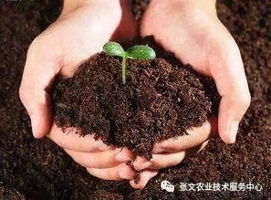 毒死蜱的长期使用会对土壤和水源造成哪些潜在危害？