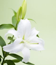 黄金霸百合花语：象征高贵与纯洁