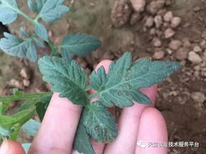 福美双，长效杀菌剂