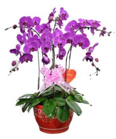 第四步：肥料适量，养分要均衡