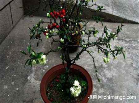 海棠花的美丽传说与魅力