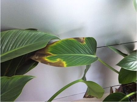 巴西木叶子发黄的原因及解决方法