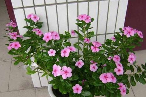 错过花期苦恼？春季花卉开放时间一览表