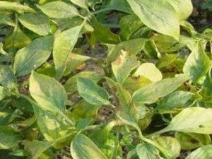 辣椒黄萎病和黄枯病，怎么破？