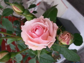 1.耐晒Neng力棒棒哒