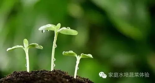 智嫩滴灌系统：浇水也要讲技术