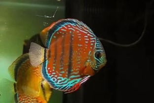 海水鱼杀菌放什么药？海水鱼缸停电鱼死亡腐烂滤材该如何处理？